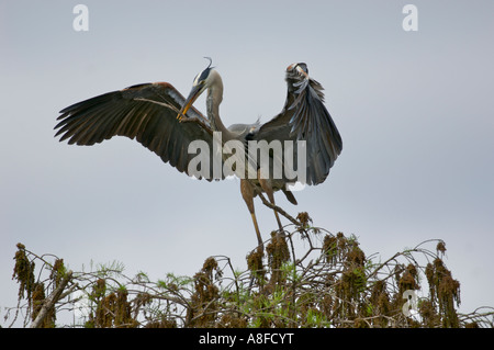 Airone blu (Ardea erodiade) portando un bastone al nesting mate Arthur R Marshall National Wildlife Reserve Florida Foto Stock