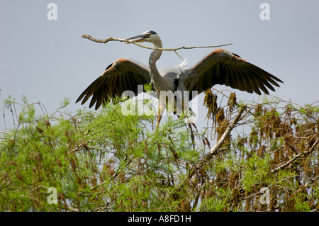 Airone blu (Ardea erodiade) portando un bastone al nesting mate Arthur R Marshall National Wildlife Reserve Florida Foto Stock