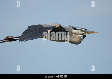 Airone blu Ardea erodiade in volo Arthur R Marshall National Wildlife Reserve Loxahatchee Florida USA Foto Stock