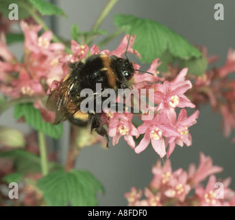 Bumblebee Bombus terrestris su una fioritura di fiori di ribes Foto Stock