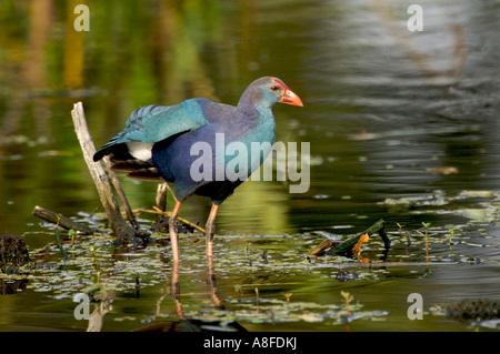 Western Swamphen (precedentemente Purple Swamphen), Zone Umide Wakodahatchee Delray Beach, Florida Foto Stock