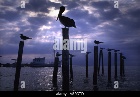 Un pellicano appollaiato su un ormeggio OFF Ambergris Caye nel Belize Foto Stock