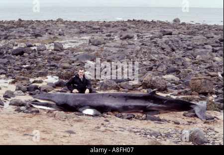 Minke whale capretti Balaenoptera acutorostrata lavato fino sulla costa ucciso dalla rete da pesca Foto Stock
