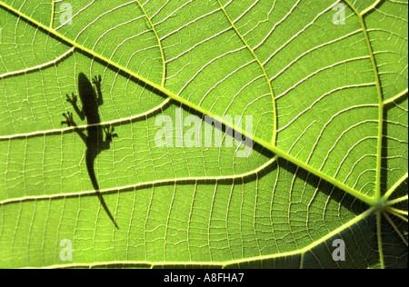 Piccolo geco profilarsi dietro una foglia verde Queensland Australia Foto Stock