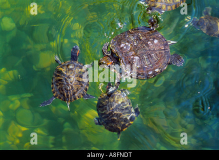 Piccole e grandi tartarughe nuotare nel laghetto di acqua Foto Stock