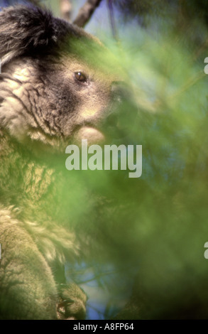 Il Koala Phascolarctos cinereus in un albero di eucalipto con colore verde bush in primo piano sfocato Australia Foto Stock