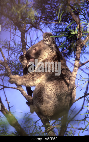 Il Koala Phascolar cinereus in una struttura ad albero ctoseucalyptus Australia Foto Stock