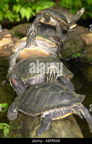 Le tartarughe marine in appoggio in stagno Foto Stock