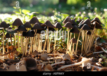 Funghi cresce sulla terra Foto Stock
