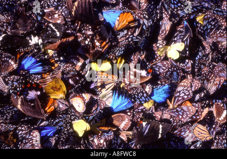 Un abstract di ripresa macro di Australian ali di farfalla inclusi Blue Tiger Tirumala hamata e Ulisse Blue Papilio Ulisse Foto Stock