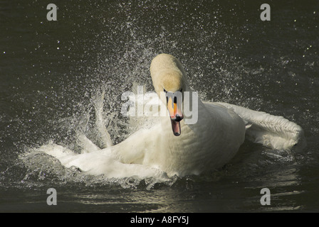 Un Cigno (Cynus olor) spruzzi (pulizia e preening) in acqua. Foto Stock