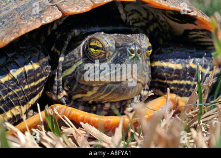 Testa di tartaruga dalle orecchie rosse cursore Foto Stock