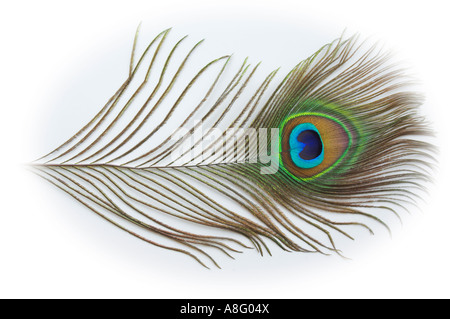 Peacock giù su sfondo bianco Foto Stock