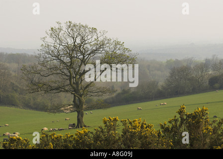 Una vista da Stane Street vicino Bignor Hill, West Sussex, in Inghilterra, Regno Unito. Foto Stock