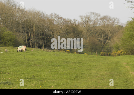 Una vista di Stane Street vicino Bignor Hill, West Sussex, in Inghilterra, Regno Unito. Foto Stock