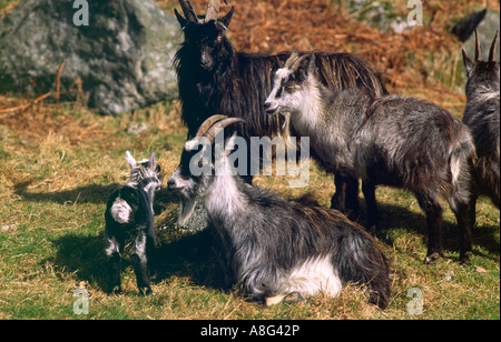 Capre selvatiche e il nuovo nato kid nella capra selvatica Park, Galloway Forest Park Galloway Scotland Regno Unito Foto Stock