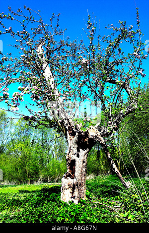 Un vecchio melo visto in primavera con Apple Blossom. Foto Stock