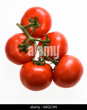 Pomodori maturi su vite contro uno sfondo bianco Foto Stock