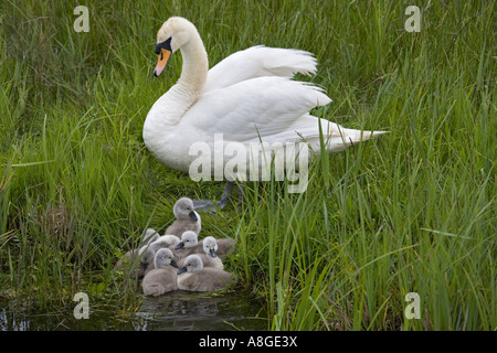 Cigno Cygnus olar con una famiglia di recente cygnets tratteggiata Norfolk Foto Stock