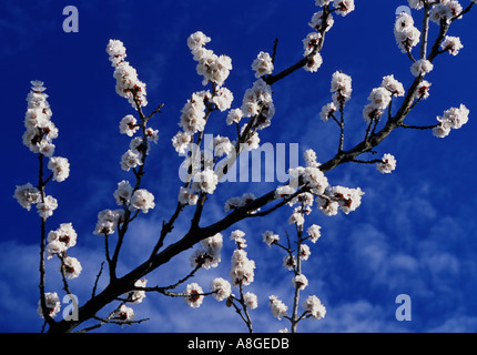 Albicocca ramo di albero blooming Prunus persica Kwitnaca morela Foto Stock