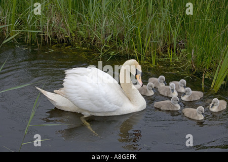 Cigno Cygnus olar con una famiglia di recente cygnets tratteggiata Norfolk Foto Stock