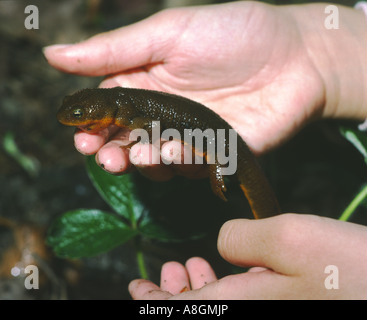 Mano umana tenendo una ruvida scuoiati tritoni Taricha granulosa che sono nativi delle Montagne di Santa Cruz California USA Foto Stock