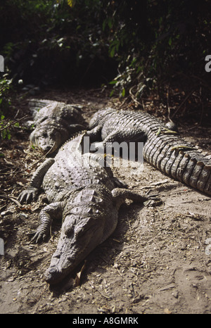 Sleeping coccodrilli sacri Kachikally Crocodile Pool e museo di Bakau distretto di Banjul (Gambia, Africa occidentale Foto Stock