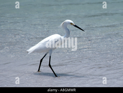 Nevoso Egretta garzetta thuja caccia in surf lungo Coquina Beach in Bradenton Beach Florida Foto Stock