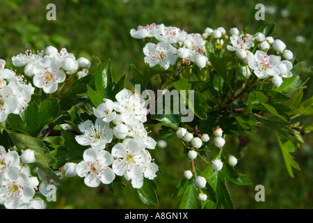 Biancospino Fiore (Crategus monogyna), Avon, Regno Unito. Foto Stock