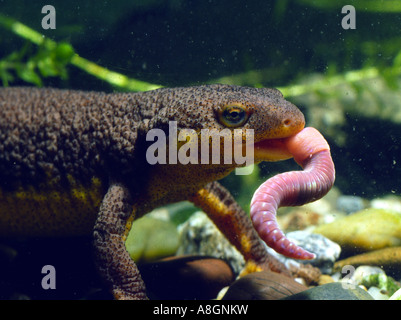 California Tritone, Taricha torosa, mangiando un worm Foto Stock