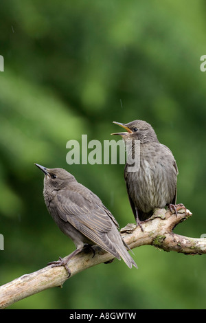 Due giovani storni Sturnus vulgaris appollaiato sul ramo cercando avviso con bella fuori fuoco sfondo potton bedfordshire Foto Stock