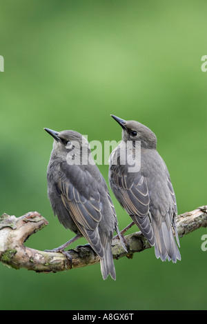 Due giovani storni Sturnus vulgaris appollaiato sul ramo cercando avviso con bella fuori fuoco sfondo potton bedfordshire Foto Stock