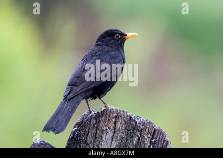 Merlo Turdus merula appollaiato sulla porta vecchia sotto la pioggia con un bel al di fuori della messa a fuoco lo sfondo potton bedfordshire Foto Stock