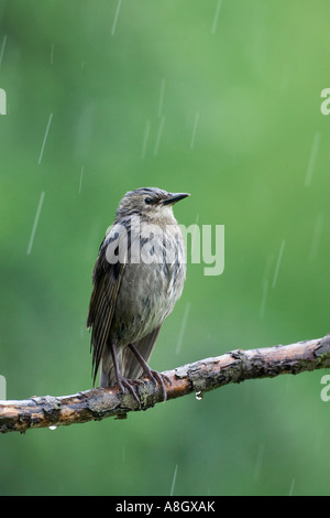 Giovani Starling Sturnus vulgaris in piedi sul ramo in pioggia con il piacevole sottofondo di disinnescare potton bedfordshire Foto Stock