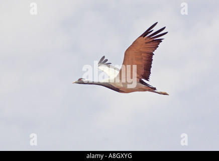 Demoiselle gru Grus virgo, in volo Foto Stock