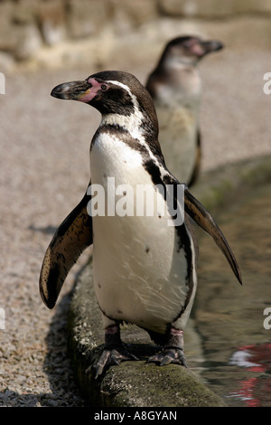 Magellanic penguin Foto Stock