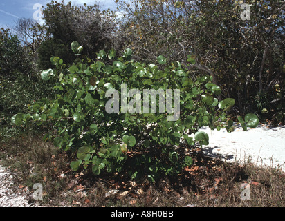 24408 seagrape tree Coccolobis uvifera Bradenton Florida negli Stati Uniti Foto Stock