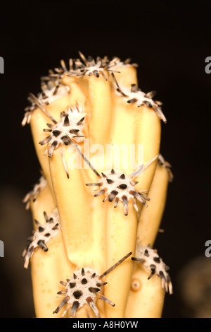 Cholla cactus segmento dopo wildfire NV Foto Stock