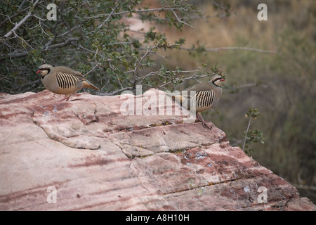 Piccoli uccelli terra Rocce Rosse Canyon NV intorno a molla rossa Foto Stock