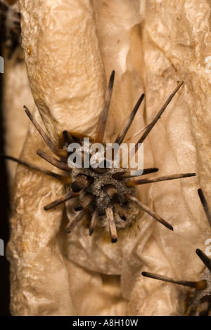 Cholla cactus segmento dopo wildfire NV Foto Stock