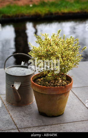 Una variegata siepe di bosso pianta in un vaso di argilla su un patio moderno REGNO UNITO Foto Stock