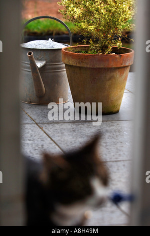 Una variegata siepe di bosso pianta in un vaso di argilla su un patio moderno REGNO UNITO Foto Stock