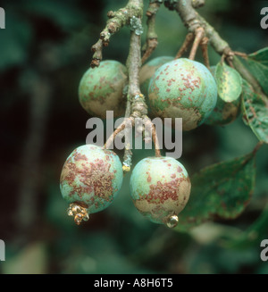 Prugna scab Fusicladum carpophilum frutti infetti e trasudato gum Foto Stock