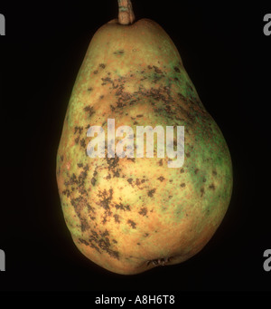 Pera ticchiolatura Venturia pyrina frutto di spotting su pera Foto Stock