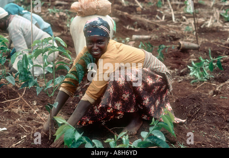 Ragazza caffè piantare alberelli nella nuova piantagione nei pressi Thika Kenya Foto Stock