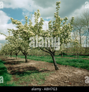 Pear Tree orchard a pieno fiore Oxfordshire Foto Stock