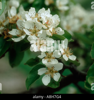 Pear Tree blossom varietà Doyenne du Comice Foto Stock