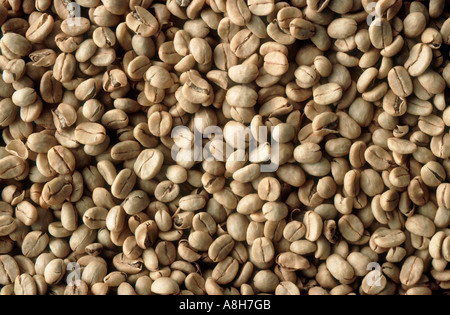 Polpa secca i chicchi di caffè pronto per la tostatura del Kenya Foto Stock