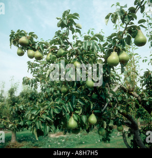 Mature di pera matura varietà di frutto Comice Oxfordshire Foto Stock