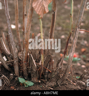 Lampone root rot Phytophthora fragariae var rubi lesioni sulla canna di lampone la ricrescita Foto Stock